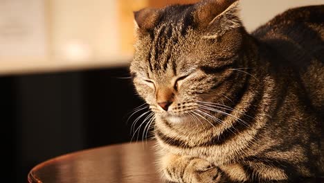 close up of a drowsy scottish fold cat dozing off on top of a table