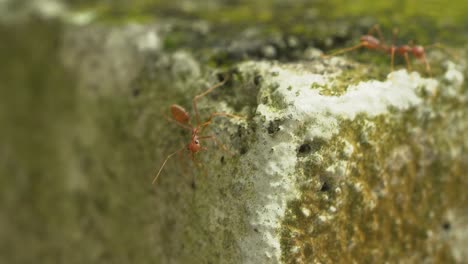 Moosige-Dschungelstruktur-Mit-Großen-Ameisen-Der-Roten-Armee,-Die-Um-Makro-Herumlaufen