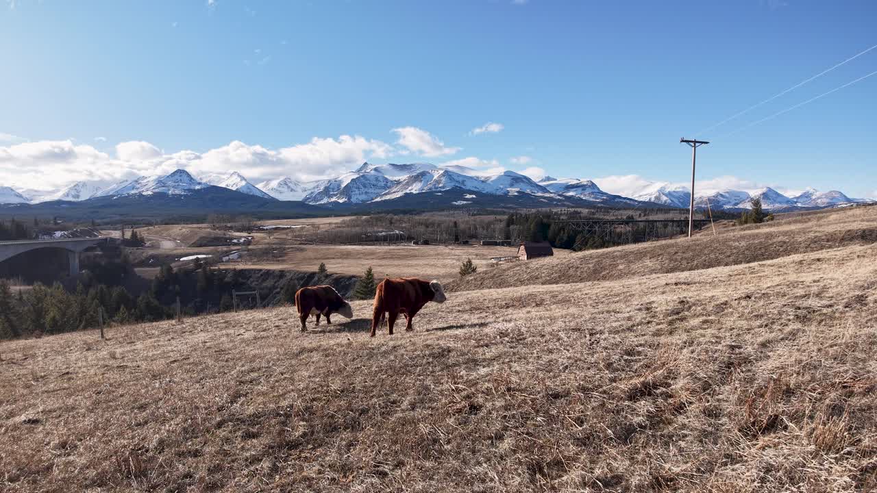 Una piccola mandria di mucche pascola in un campo arido con montagne innevate e un cielo azzurro limpido in Montana.
