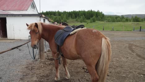 brown icelandic horse with gimbal video walking around