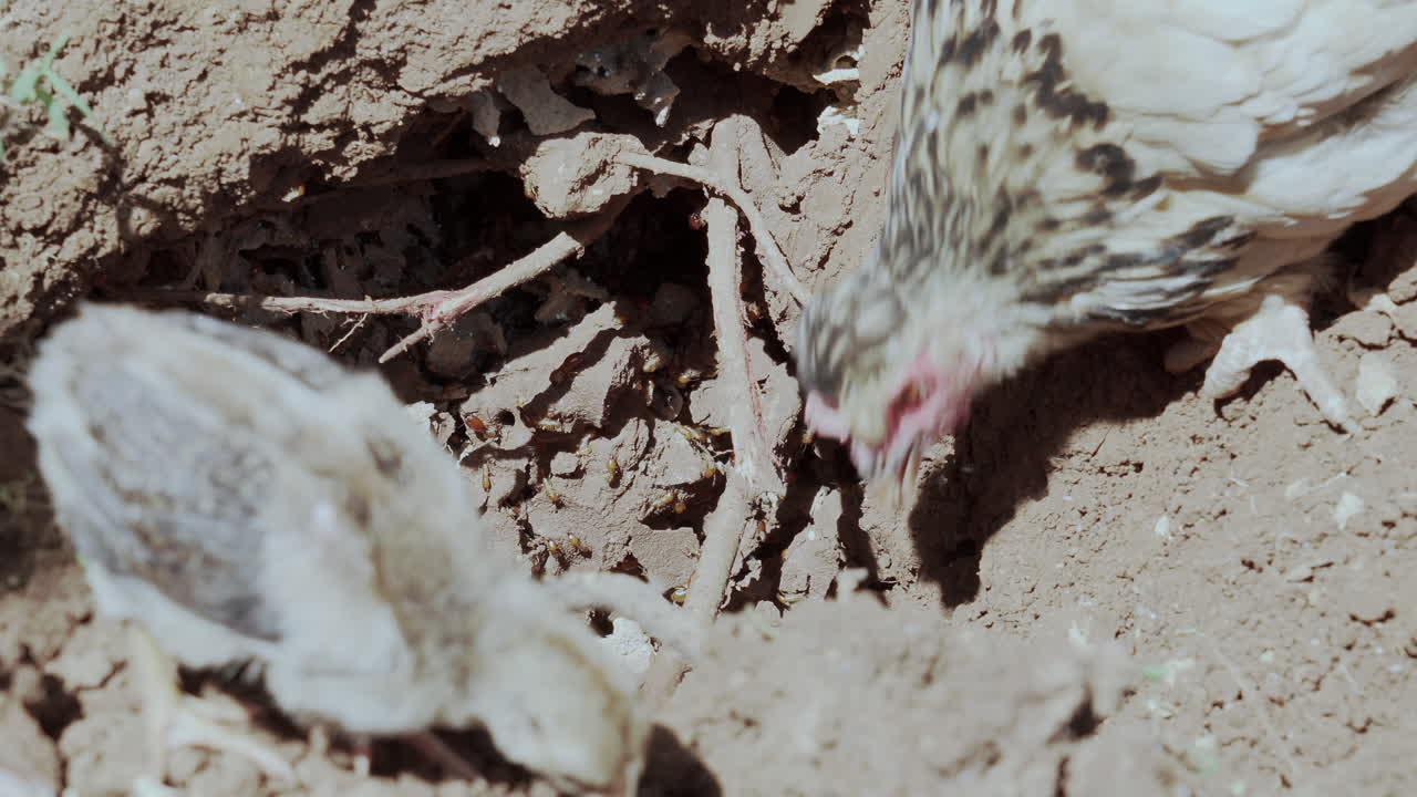 농장 마당에서 흰개미를 먹는 방목 닭