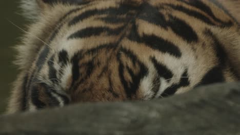 close up of tiger behind a rock, details of eyes