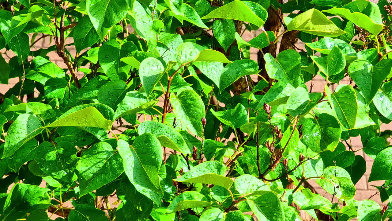 Bright green fresh leaves growth swaying in strong breeze in rain