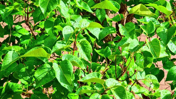 Crescita di foglie fresche di un verde brillante che ondeggiano con una forte brezza sotto la pioggia.