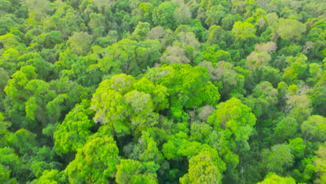 drone revealing a magnificent jungle in south america