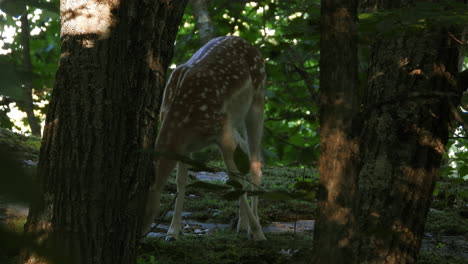 ciervo manchado hembra pastando en el bosque