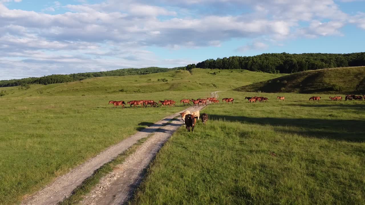 Video aereo con drone, in volo sopra una mandria di cavalli