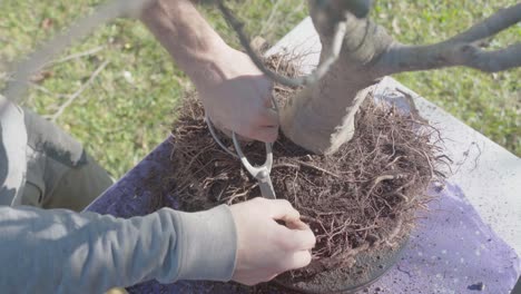 concepto de jardín en el hogar. cuidado de bonsai, de cerca en las manos trabajando raíces, poda y trasplante de árbol de haya usando herramientas de bonsai