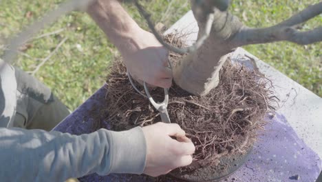 home garden concept. bonsai care, close up on hands working roots, pruning and repotting of beech tree using bonsai tools