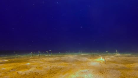 toma panorámica submarina de anguilas de jardín en el fondo del océano azul