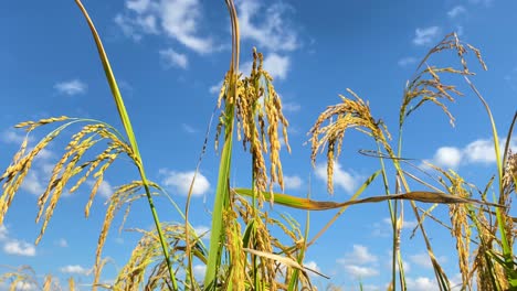 Vibrant-rice-plant-growing-on-sunny-day-with-light-breeze,-view-from-bellow