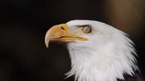 majestic bald eagle portraits