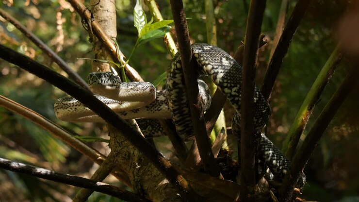 Slang reptiel in boom Diamantpython