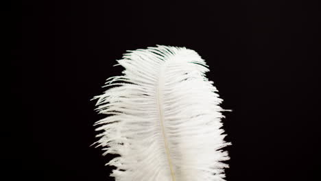 Close-up of a White Ostrich Feather on a Black Background