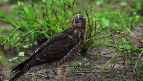 Cerca-De-águila-Leonada-Africana-Mirando-Alrededor-En-El-Desierto-De-Kalahari-Central,-Botswana