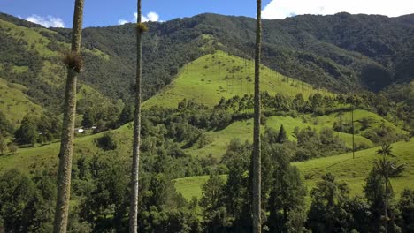 Beautiful-drone-shot-of-palmtrees-in-the-mountains-of-Valle-de-Cocora-in-Colombia