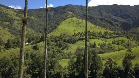 beautiful drone shot of palmtrees in the mountains of valle de cocora in colombia