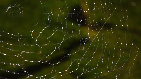 Telaraña-De-Primer-Plano-Cubierta-De-Gotas-De-Rocío