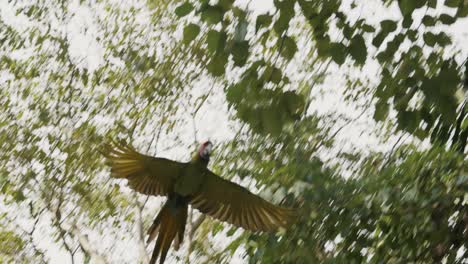 gran guacamayo verde volando en el aire durante el día soleado en la selva tropical, primer plano de la pista