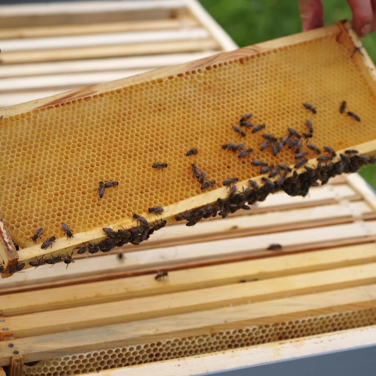 Unrecognizible beekeeper pulls off honeycombs with special instrument. Man works with beesmoker. Video from above
