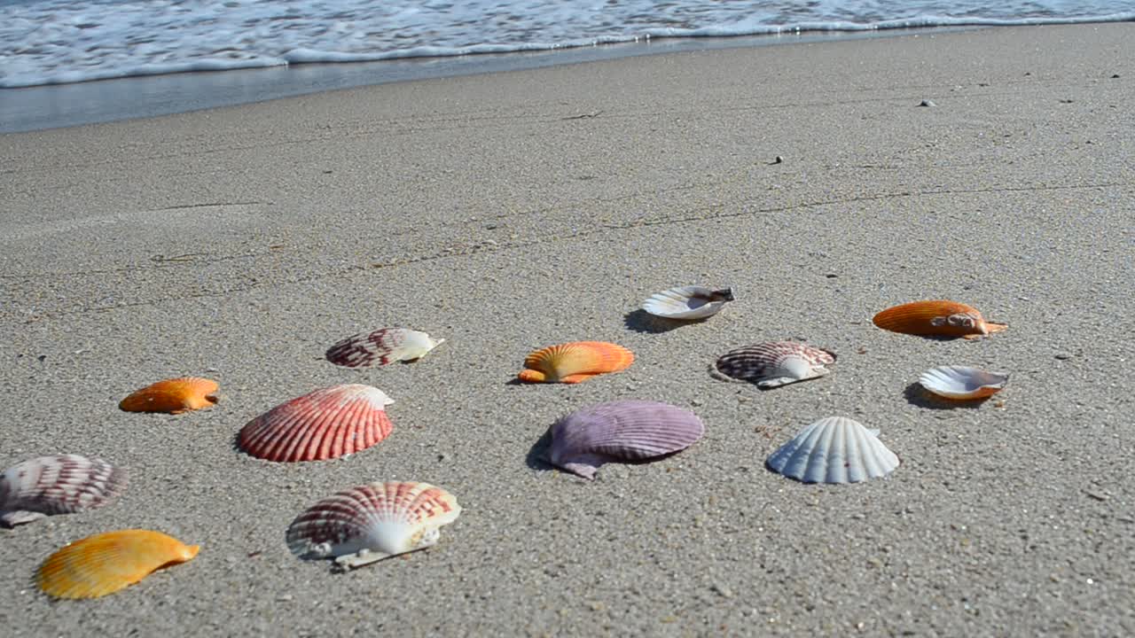 Cockleshells on sand, the beach. Shooting on the beach