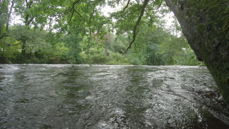 Flood-water-rushes-past-tree-trunk-over-River-Dart,-underwater