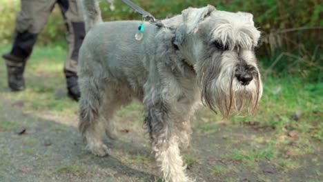 dog on a leash walking on grass