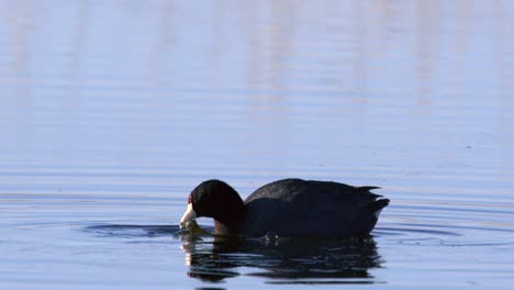 Vogel-Aus-Nächster-Nähe:-Amerikanisches-Blässhuhn-Plantscht-Auf-Der-Suche-Nach-Futter-Auf-Wasserpflanzen-Im-Teich