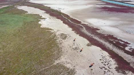 Aerial-shot-of-the-dry-marshes-in-Barbate,-Spain-with-cows-grazing