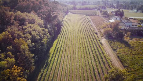 Flying-Over-Of-Small-Grape-Trees-In-Agriculture-Field,-Vineyard-Landscape,-Iceland