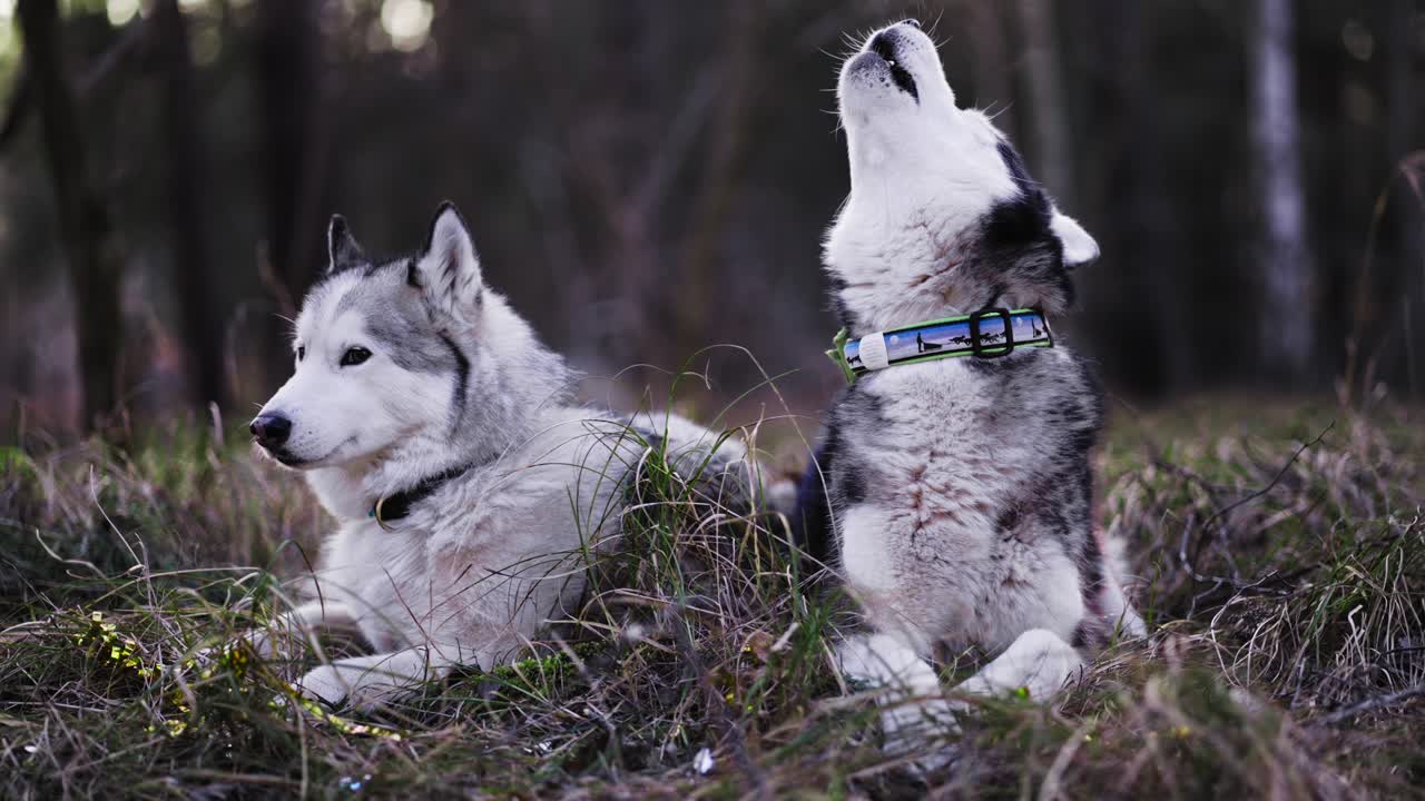 foto de dos perros husky sentados en medio de la hierba, uno mira alrededor y el otro aúlla