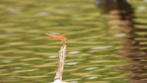 Libélula-Esperando-Orar-En-El-área-Del-Estanque