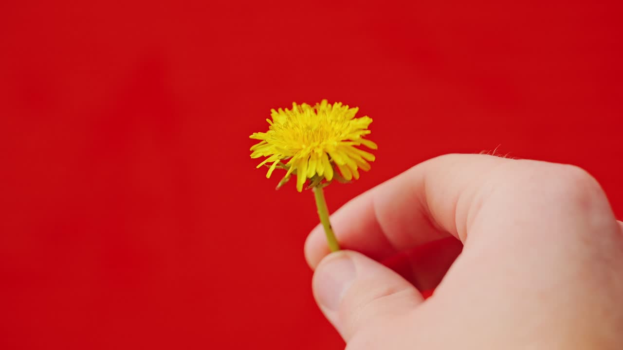 Minimalist scene of dandelion rotating slowly in hand over striking red surface