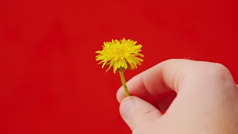 minimalist scene of dandelion rotating slowly in hand over striking red surface