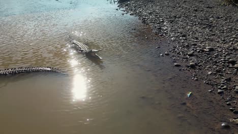 drone hovering over crocodile with mouth open