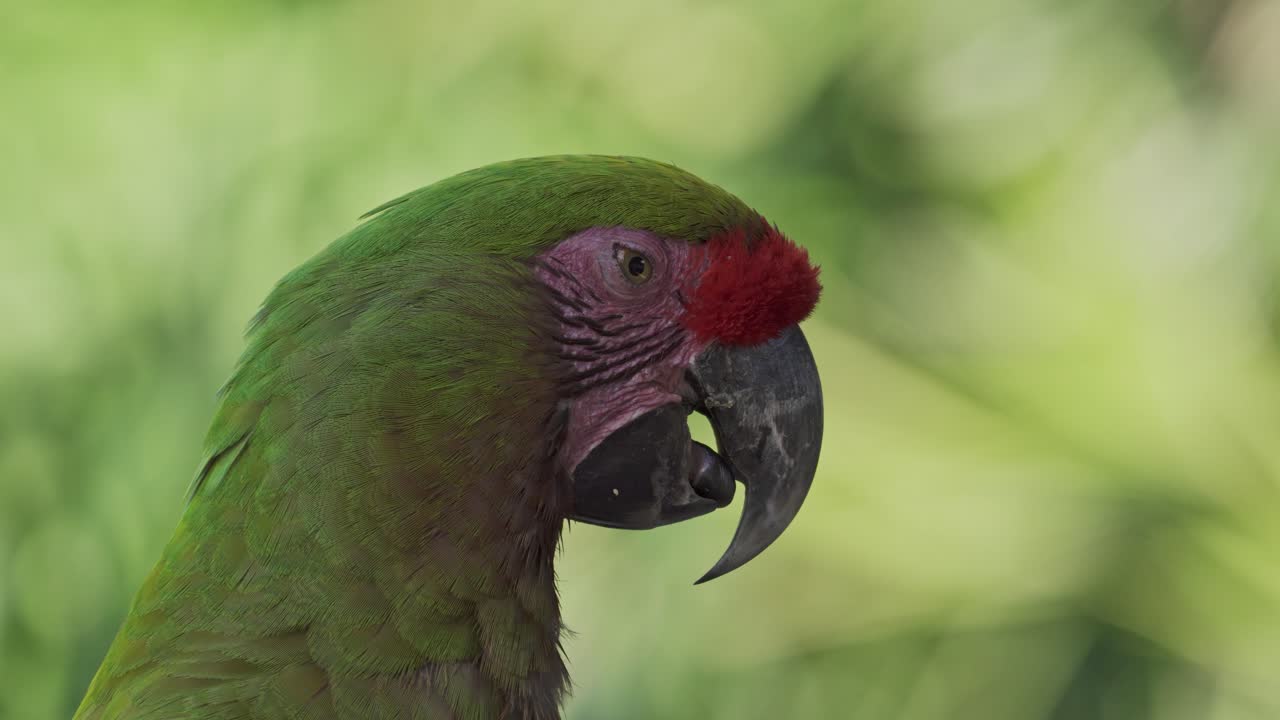 primer plano lateral de la cara del colorido guacamayo de frente roja moviendo su lengua