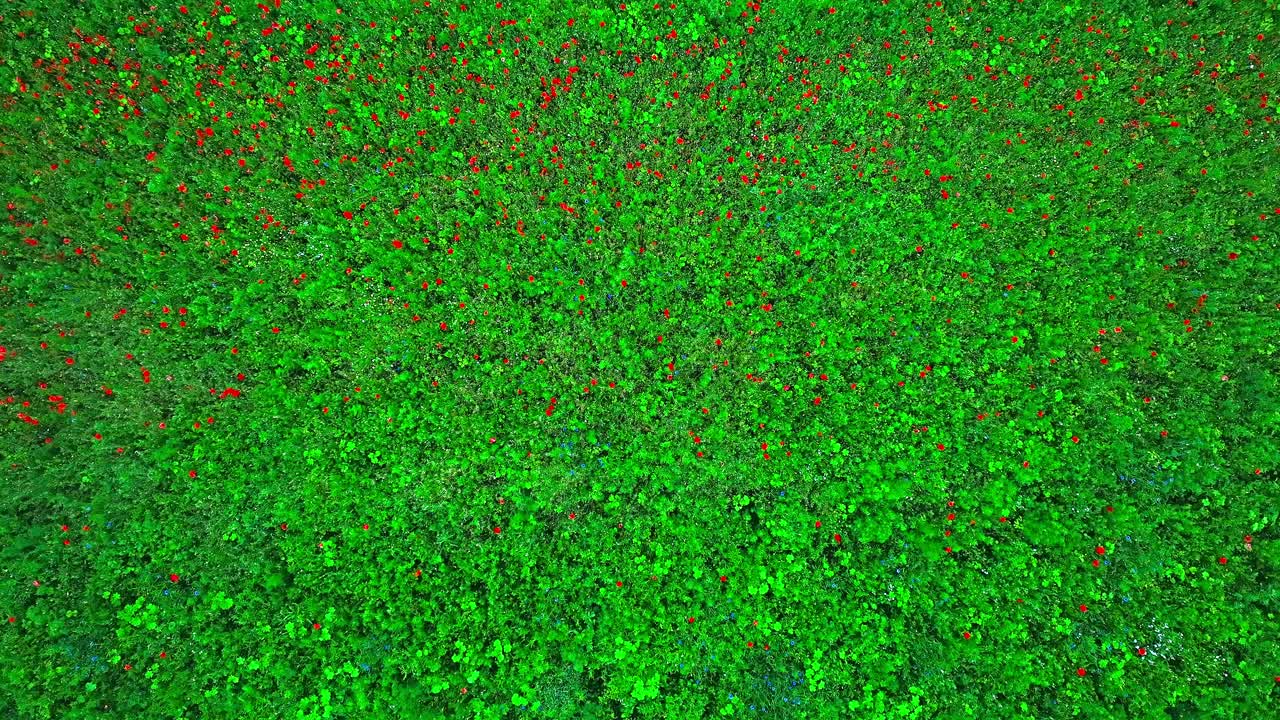 disparo establecido de cachorros rojos en flor en un prado verde de amapolas