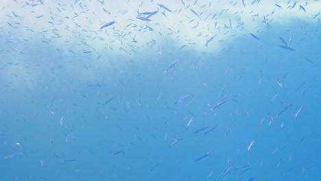 Large-group-of-small-fish-swimming-close-to-the-surface-in-4k