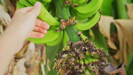 persona que toma un plátano verde crudo que crece en el árbol, vista de la pobreza