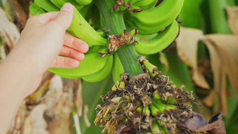 person hand taking green raw banana growing on tree, pov view