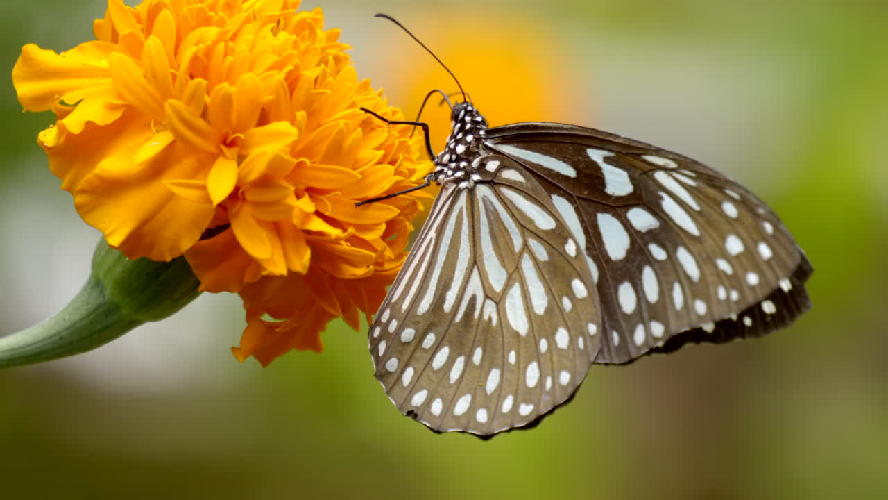 mariposa en una flor de caléndula