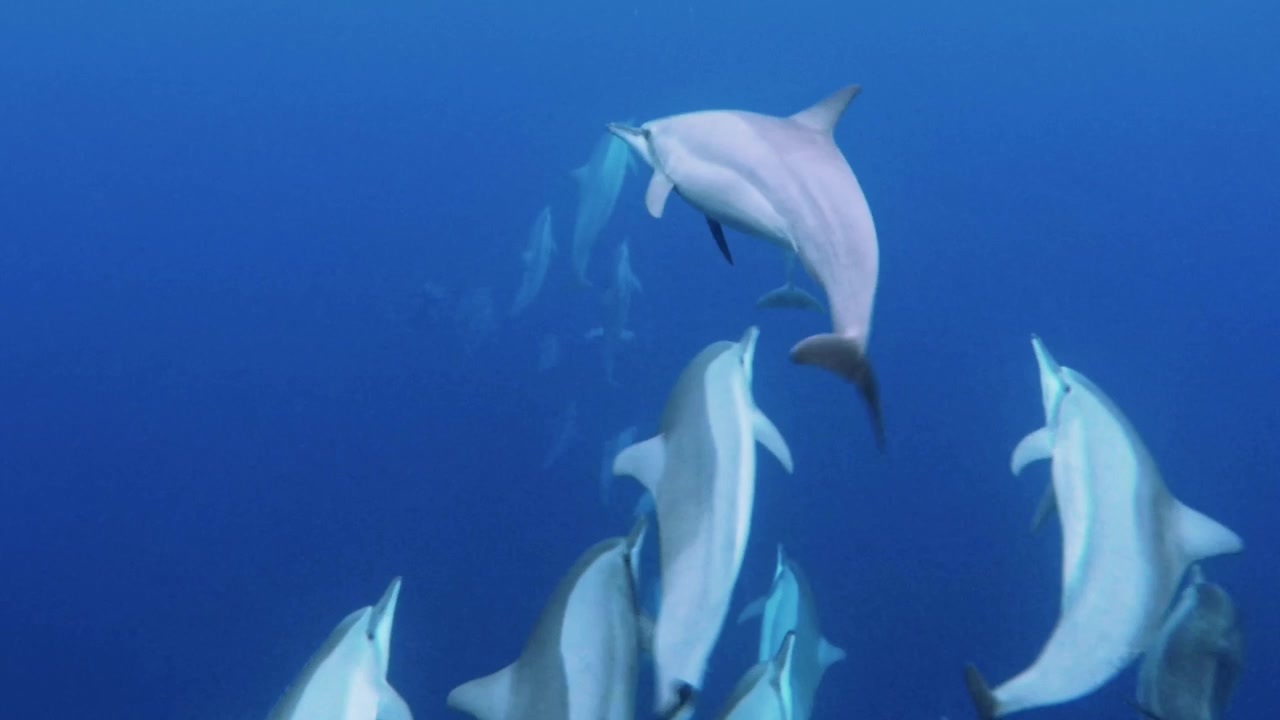Eleganti delfini tursiopi scivolano attraverso acque tropicali aperte, con raggi di sole che fendono la corrente blu limpida mentre il branco gioca insieme