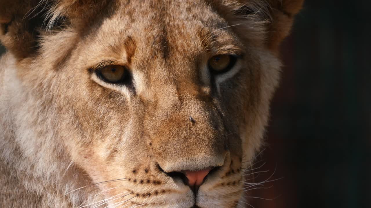 Close-up of a Lion