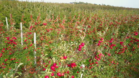 campos de plantación de manzanas rojas en el pueblo de straszyn cerca de gdansk en otoño