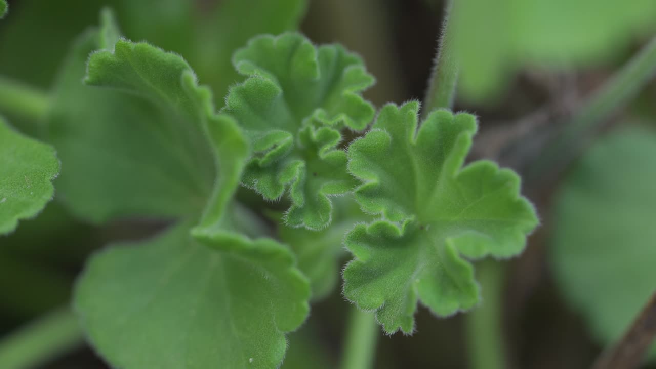 숲의 속삭임: 녹색에 부드러운 초점을 맞추고