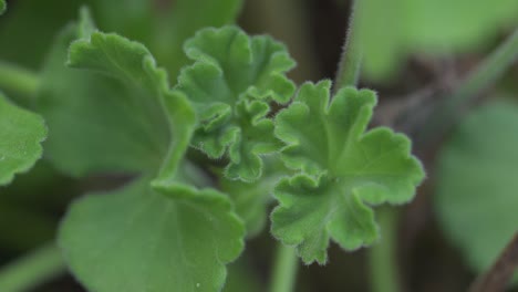 susurros de los bosques: un enfoque suave en la vegetación
