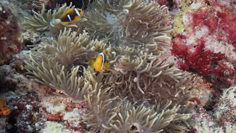 tropical coral reef with clown fish in an anemone in palau, micronesia