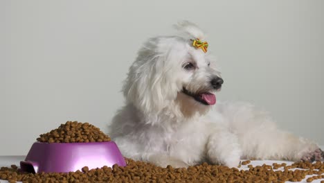 pequeño perro caniche con un cuenco de comida