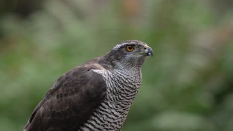 Close-up-static-shot-of-a-Northern-Goshawk