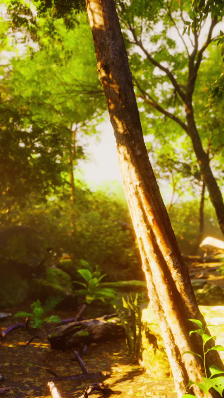 la luz del sol filtrándose a través de un bosque exuberante